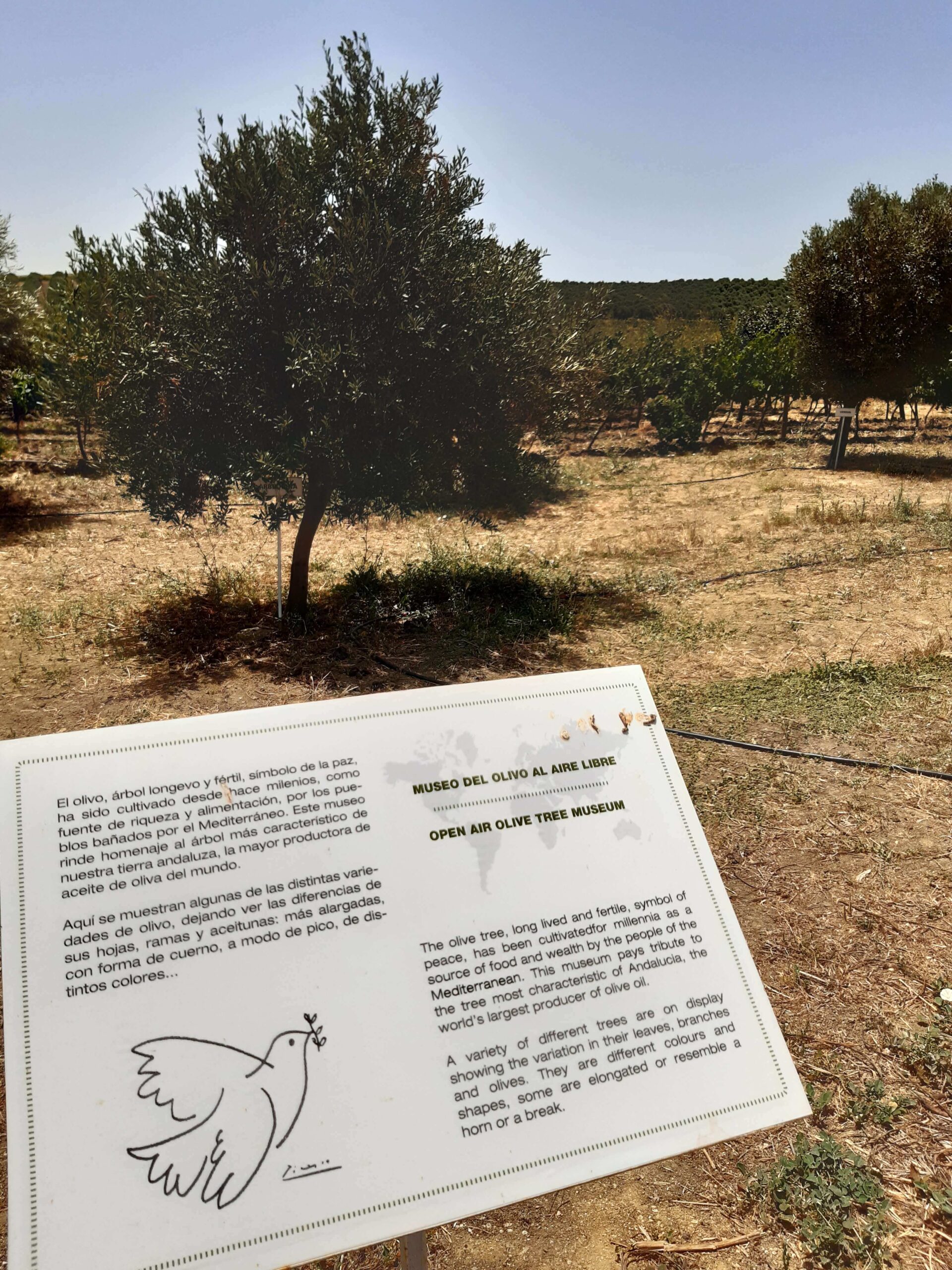 winnica Bodega Sancha Perez